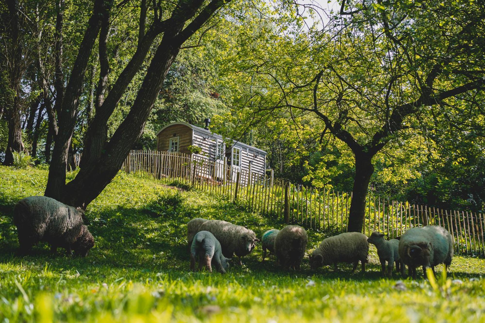 Somerset Shepherds Huts Winsham Ngoại thất bức ảnh